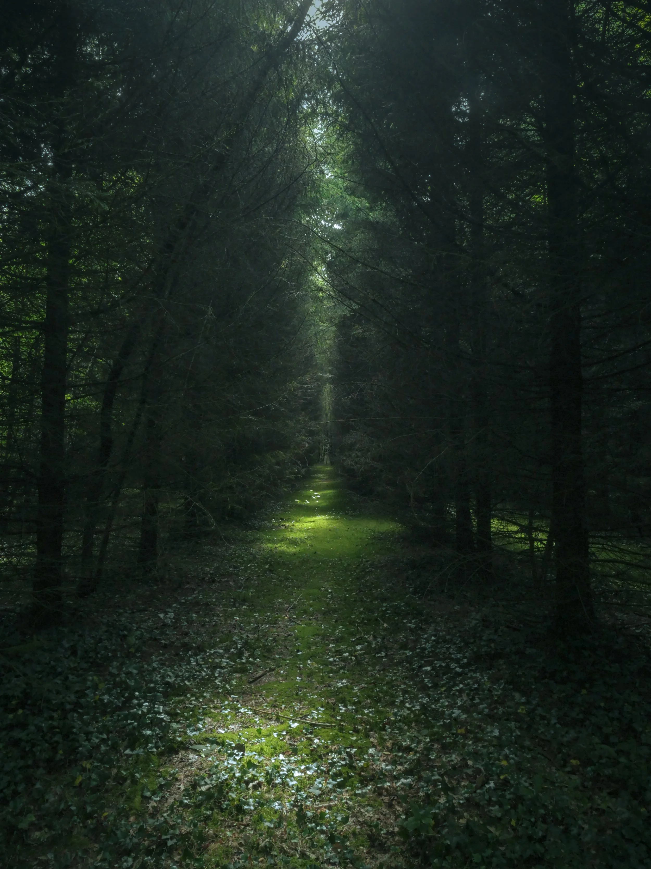 Un sentier dans une forêt sombre avec une lumière filtrant à travers les arbres, le sol recouvert de mousse et de feuilles.