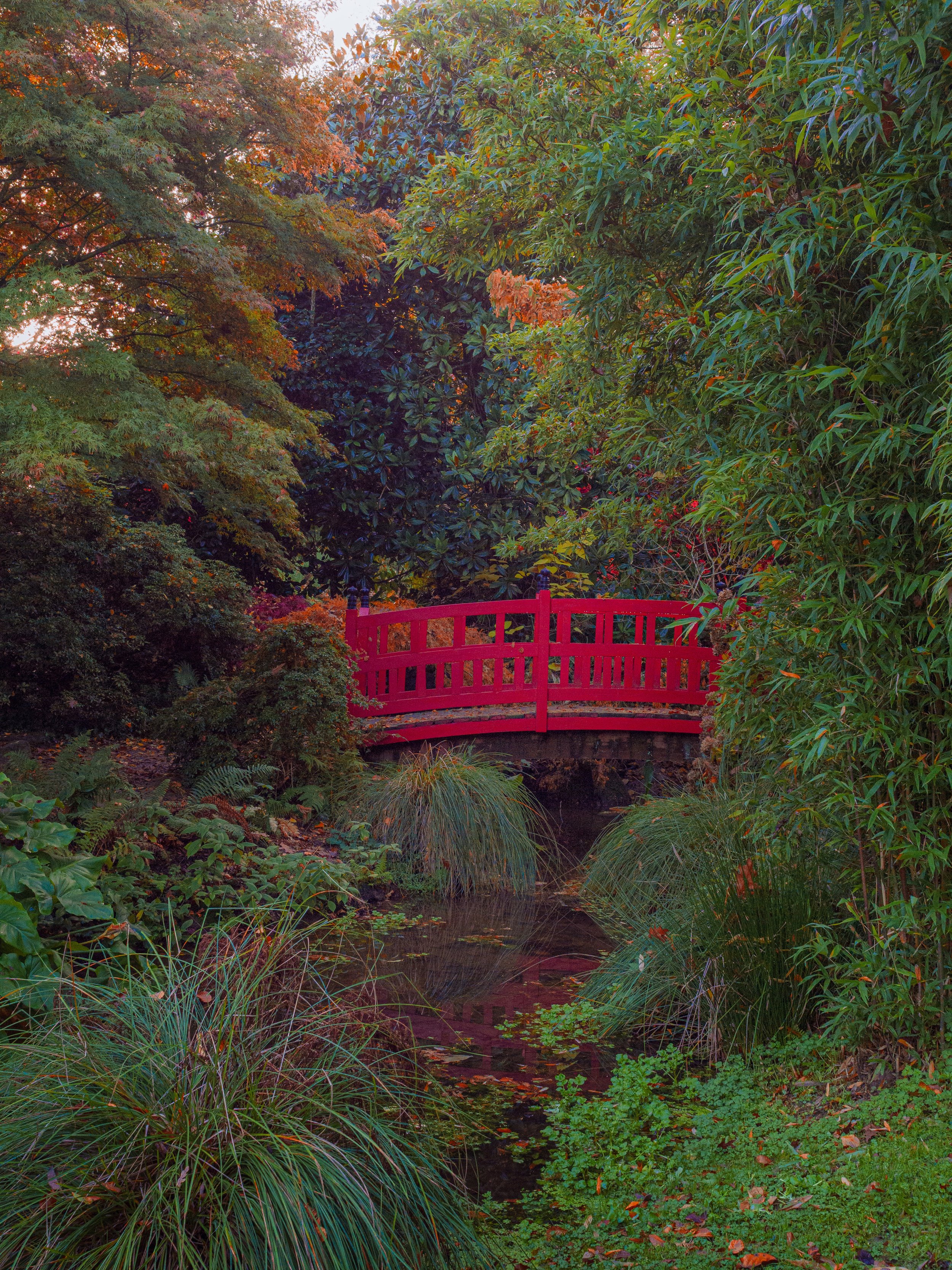 Petit pont rouge en bois situé dans un jardin japonais avec diverses plantes et arbres, reflet dans l'eau d'une petite rivière ou étang.