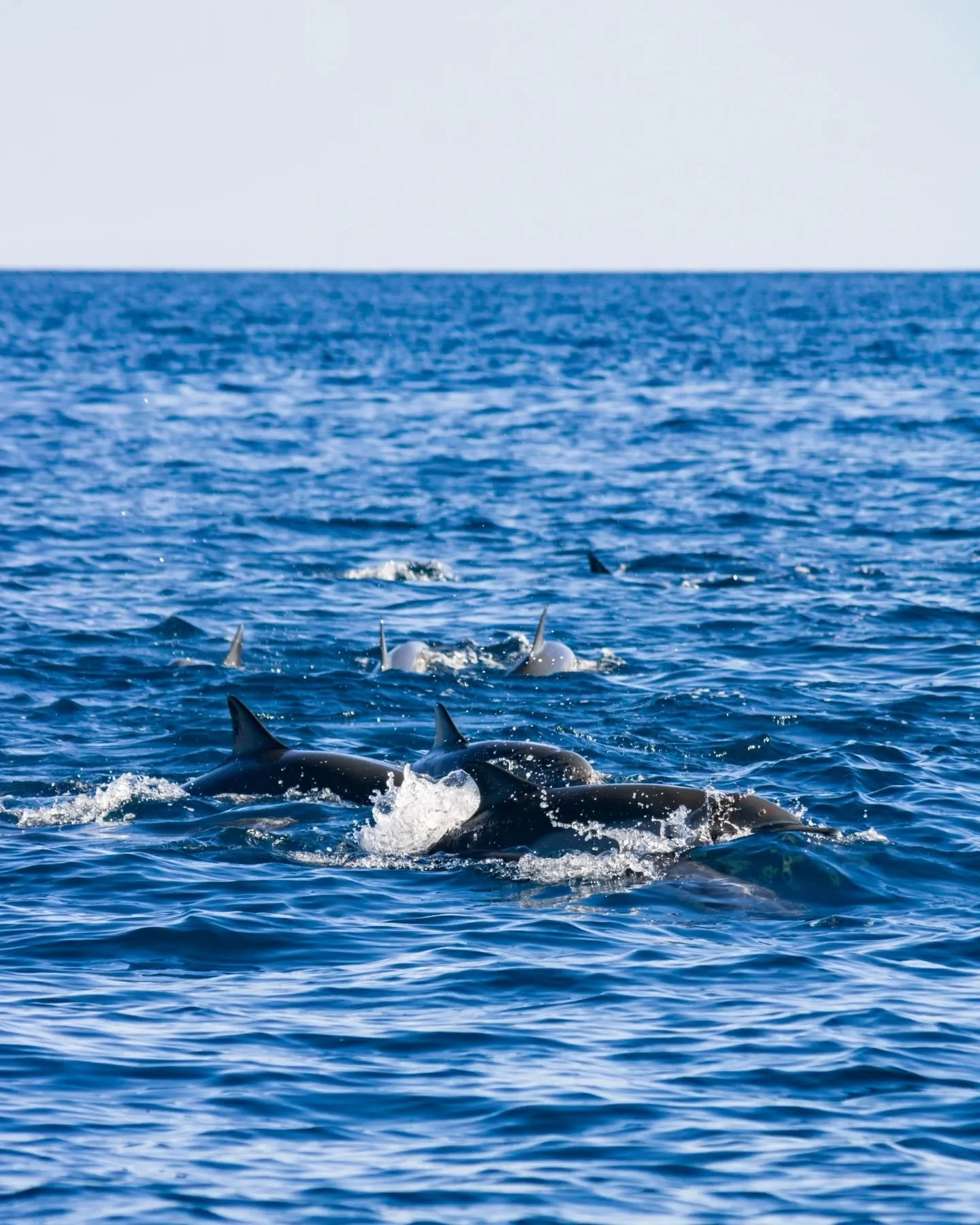 The ultimate sportfishing adventure. 🎣✨ Top action, amazing marine life, and the best crew in the East Cape. Book your next trip! 🌊🛥️

La m&aacute;xima aventura de pesca deportiva. 🎣✨ Gran acci&oacute;n, vida marina impresionante y la mejor tripu