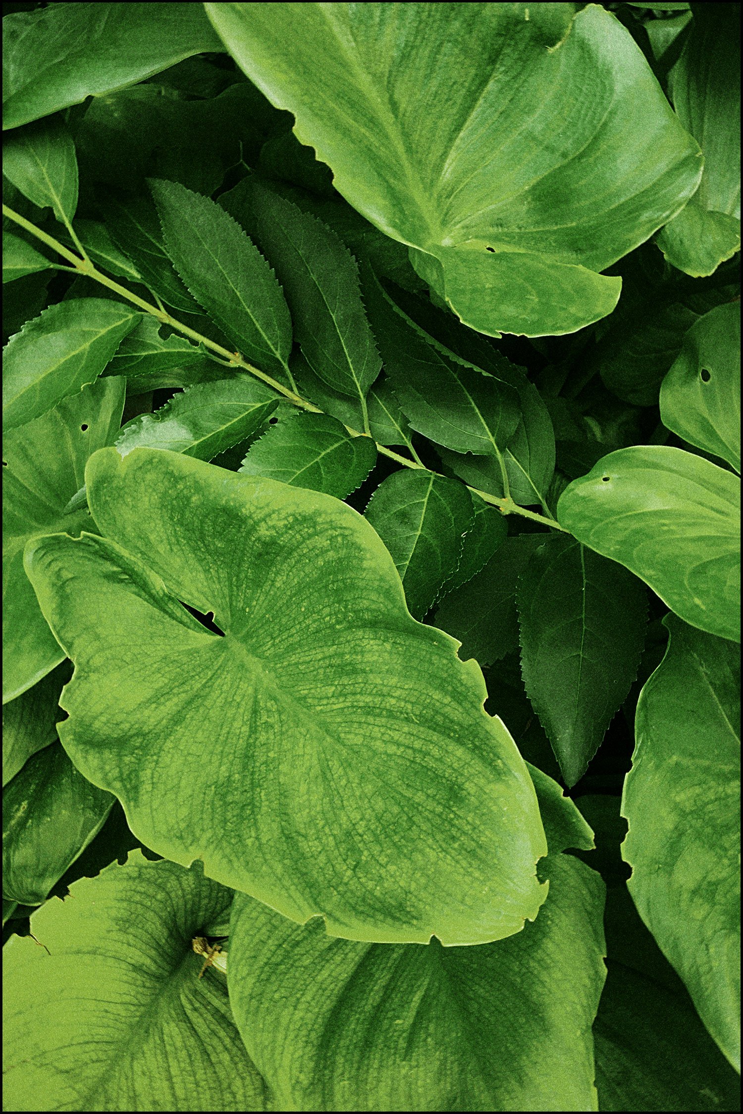 Naturaleza-3.jpg