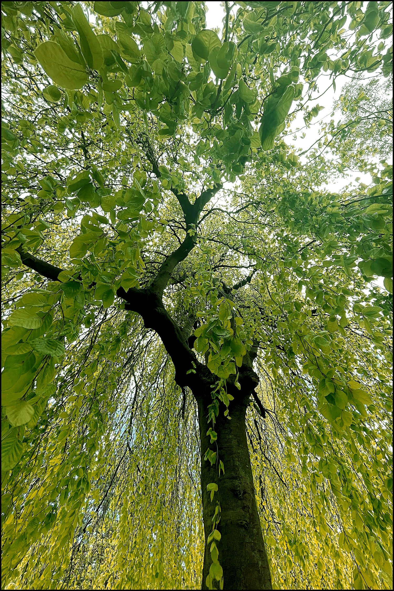Árbol.jpg
