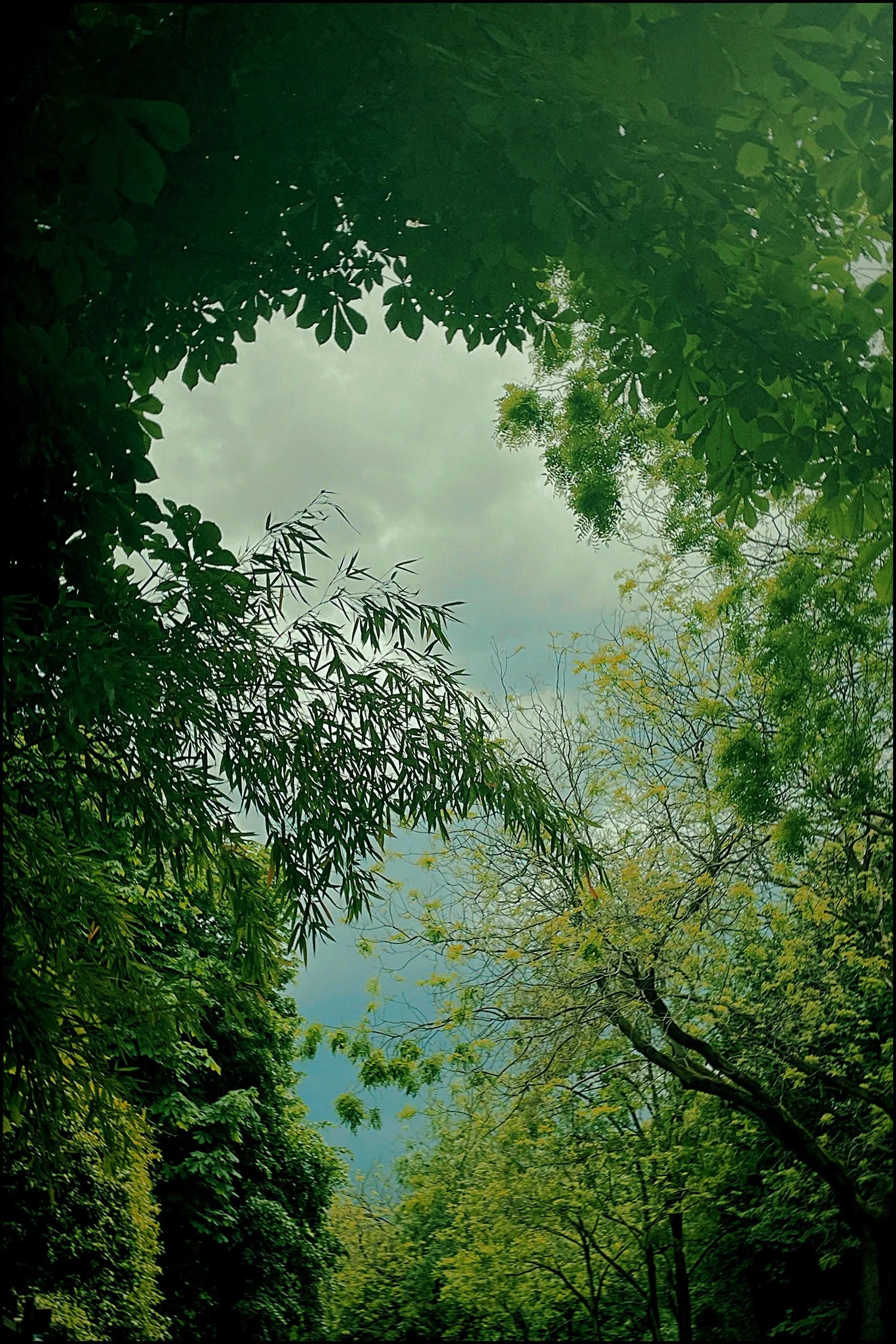 Árbol-2.jpg