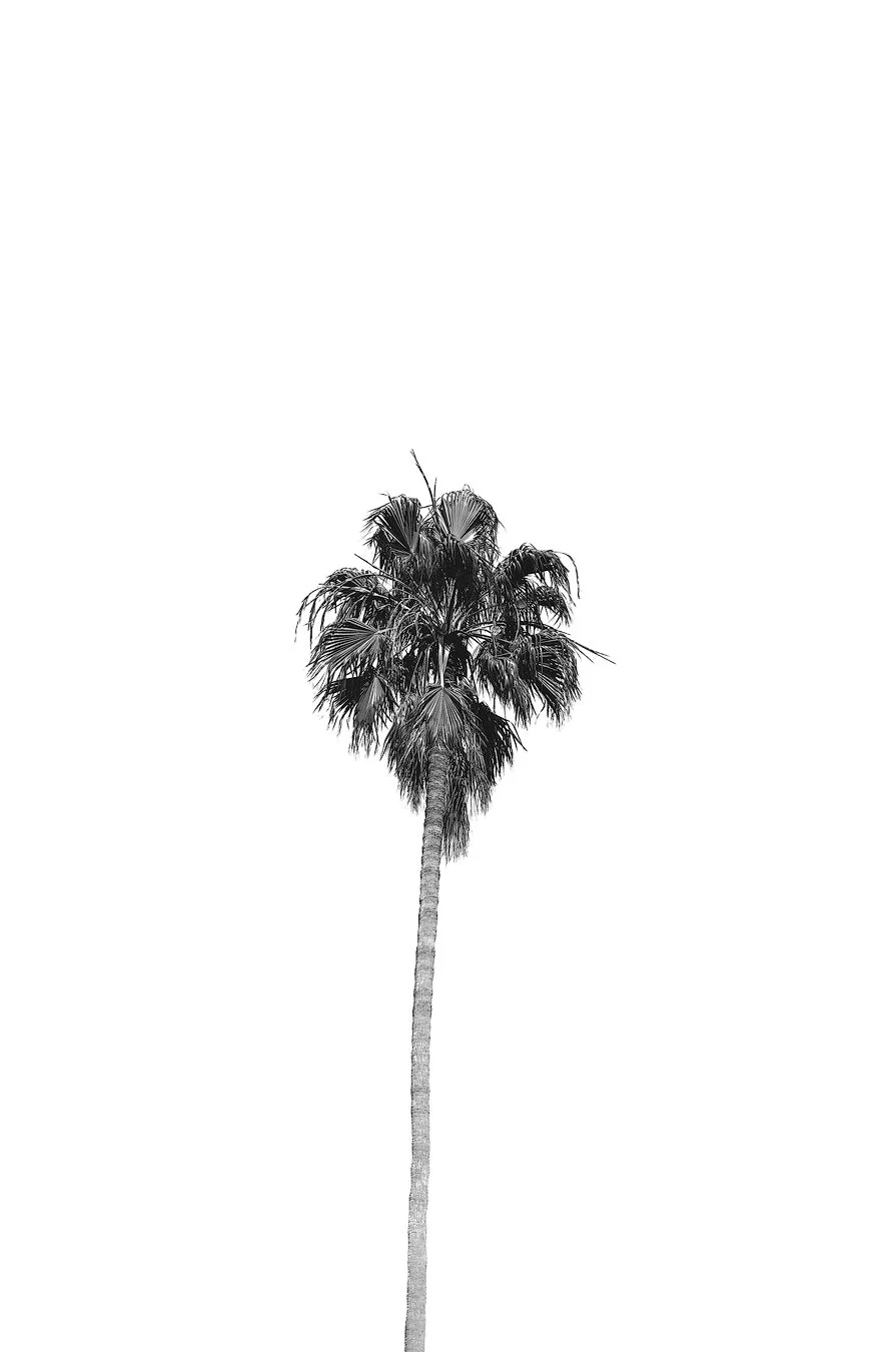 "Palm Angeles" FINE ART PRINT
