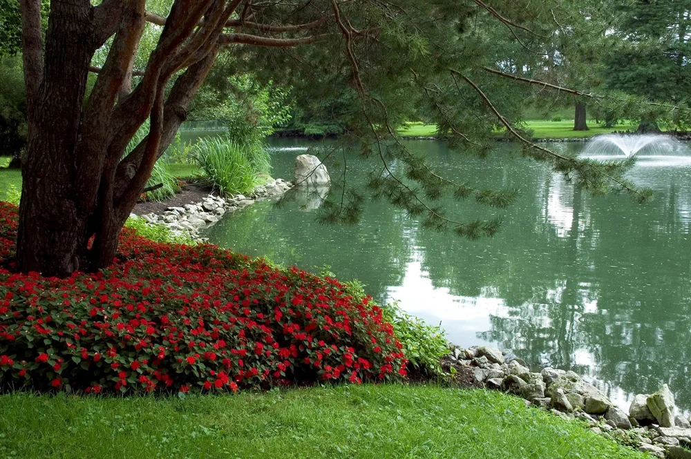 bigstock-Tree-and-Pond-763003web.jpg