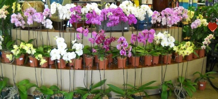 Orchids