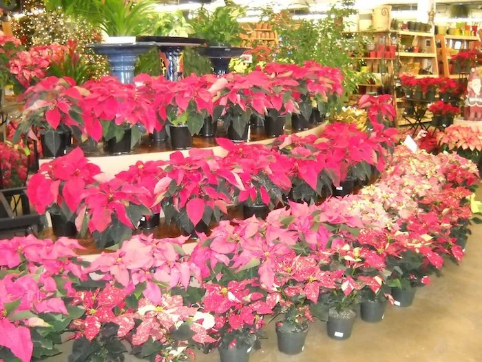 Poinsettias