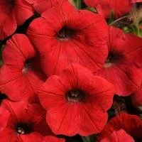 Shock Wave Red Petunias
