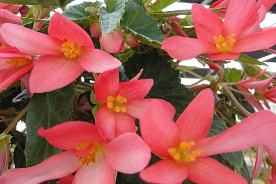 Sparkle Rose Begonia