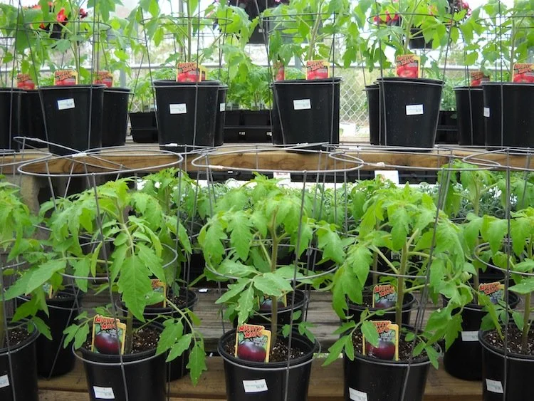 Mighty 'Mato Grafted Tomato