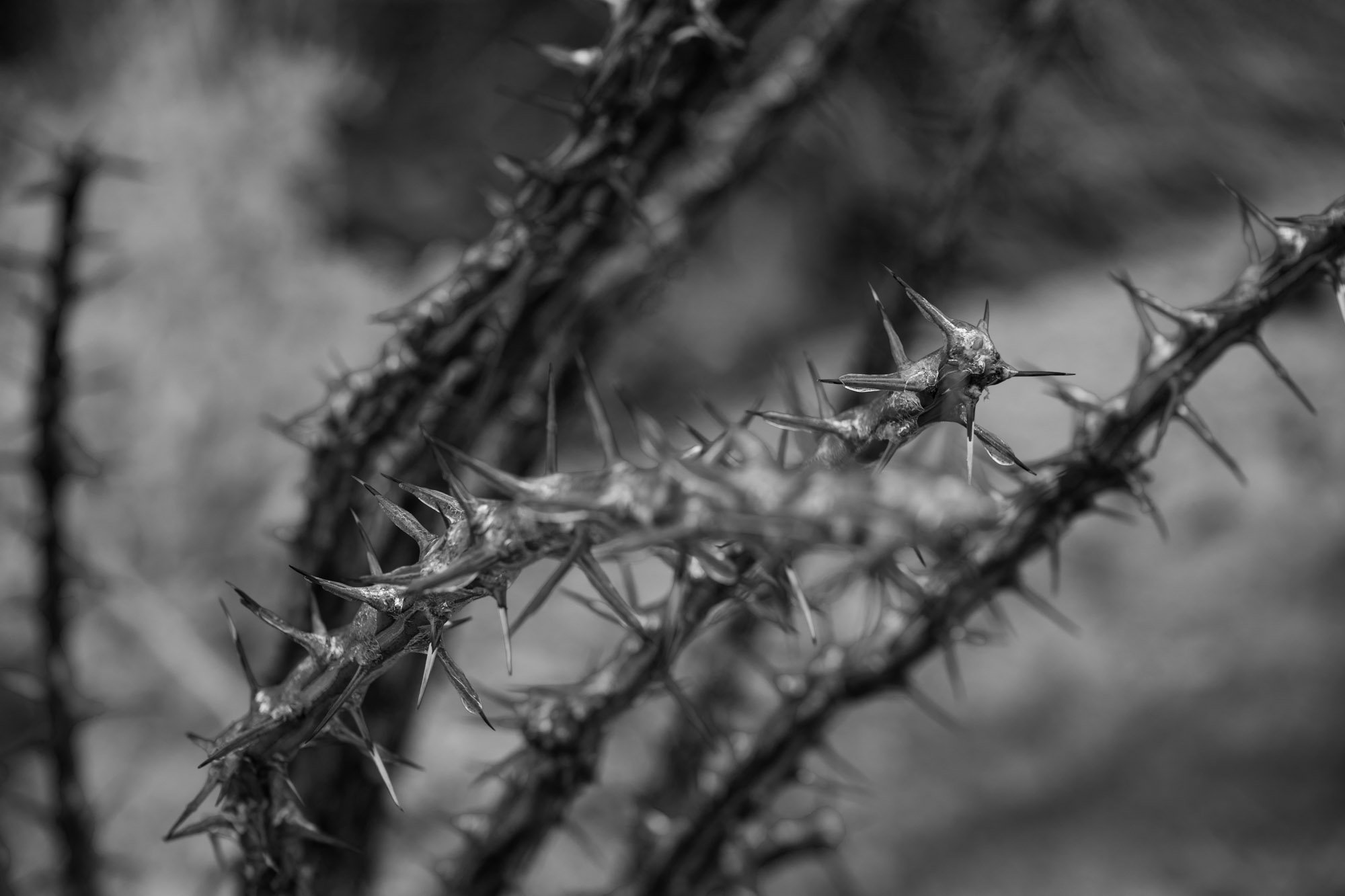 bigbend-7643.jpg