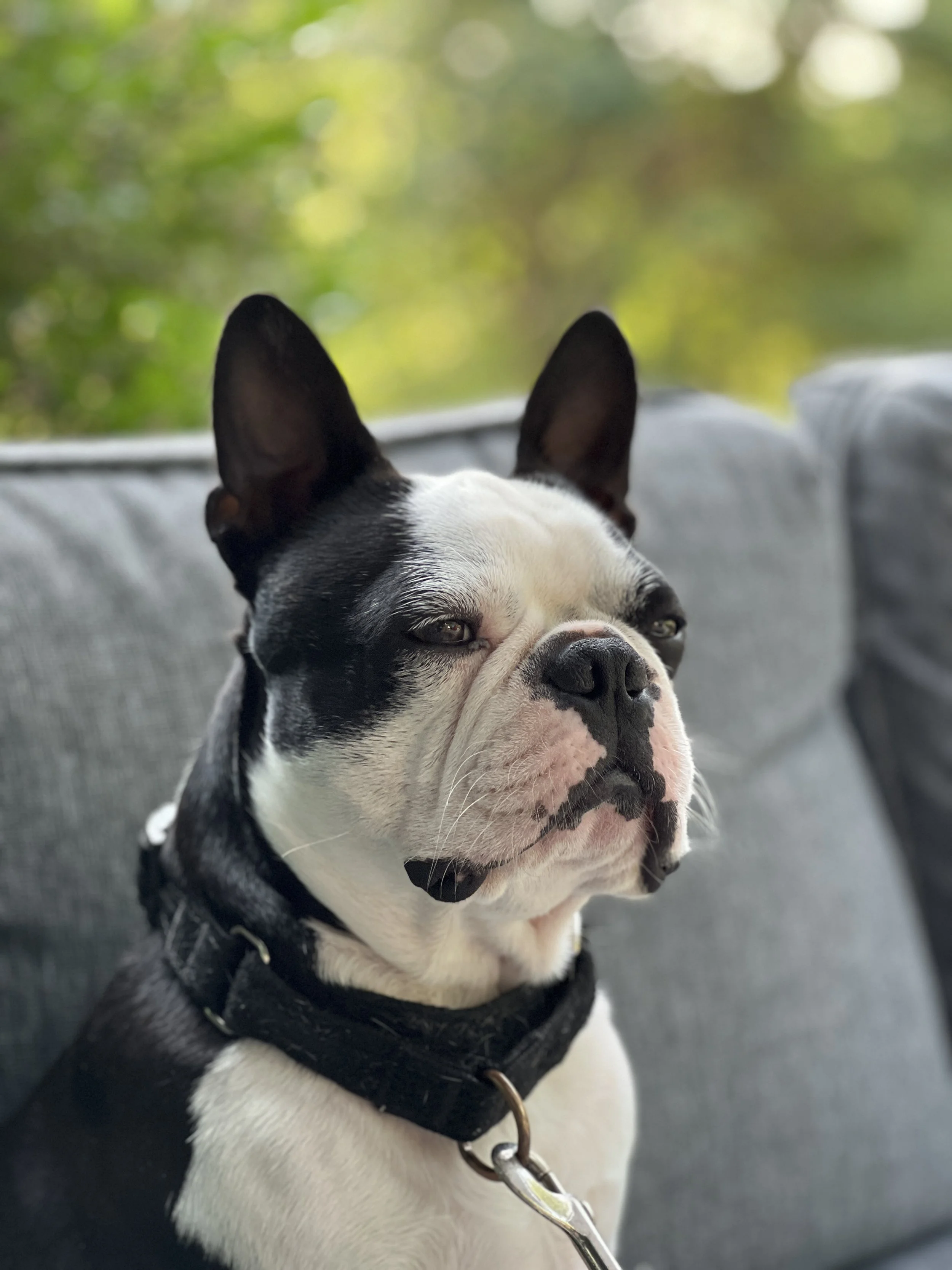 Winston, Boston Terrier