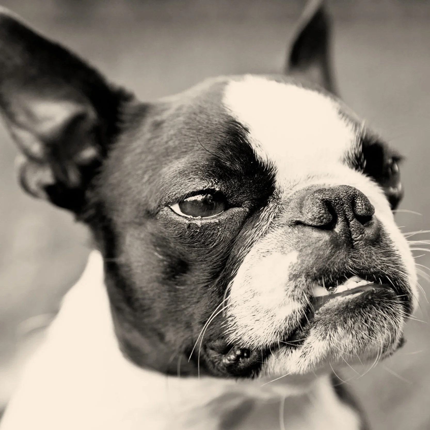 Close-up black and white photo of a Boston Terrier's face.