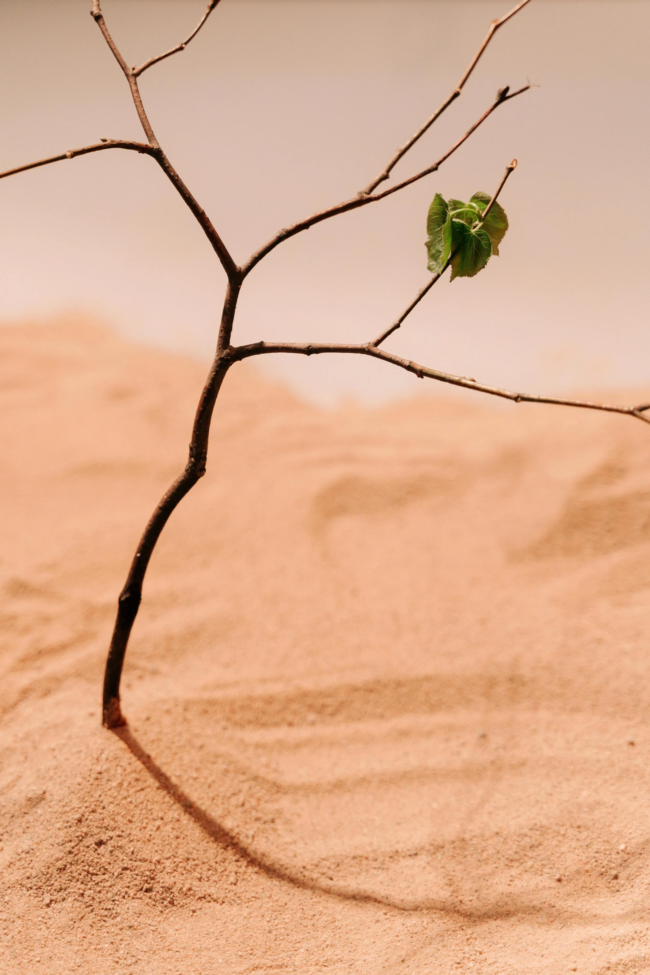 Un ramo secco con una sola foglia verde su uno sfondo beige.