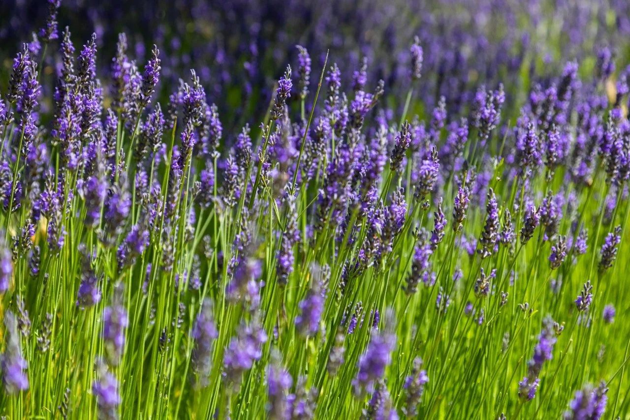 IMG_3053-2 Large.jpeg