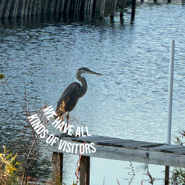 Bird.png