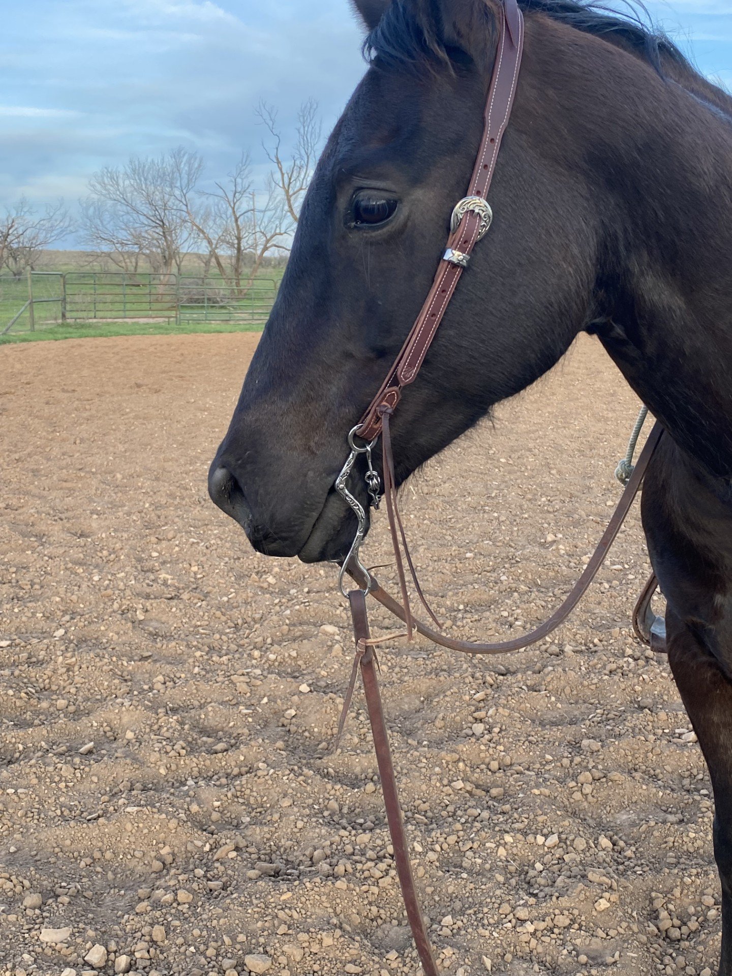 head stall & bit.jpg