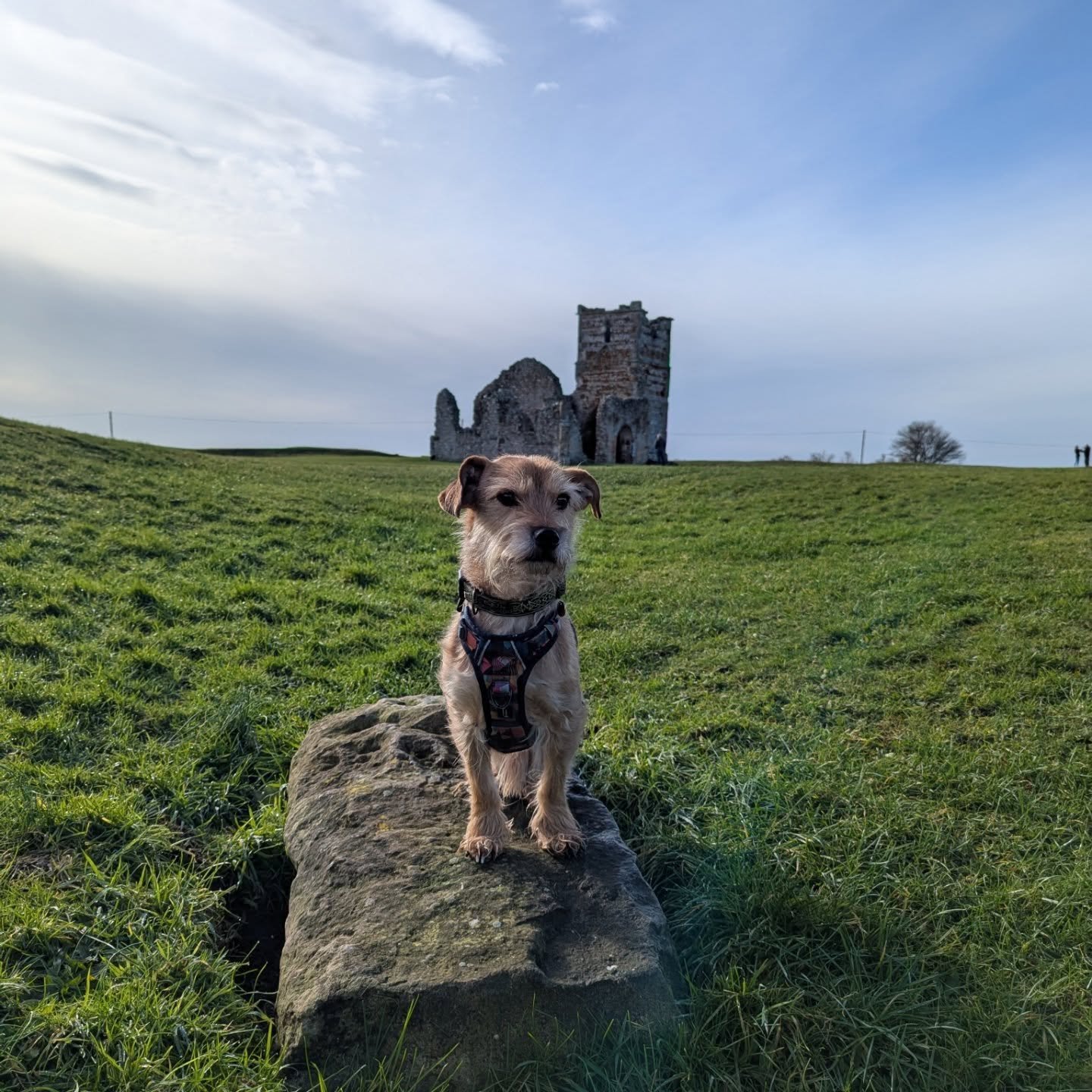 🌪️Looking back at 2025 🌪️
-Knowlton
-my new studio 
-Mexi laying in the rosemary of Rosemarys (my late grandma) garden on the day of the house exchange.
-Curating the exhibition in homage of my late Grandma Rosemary Dickens art work.
-studio life
-