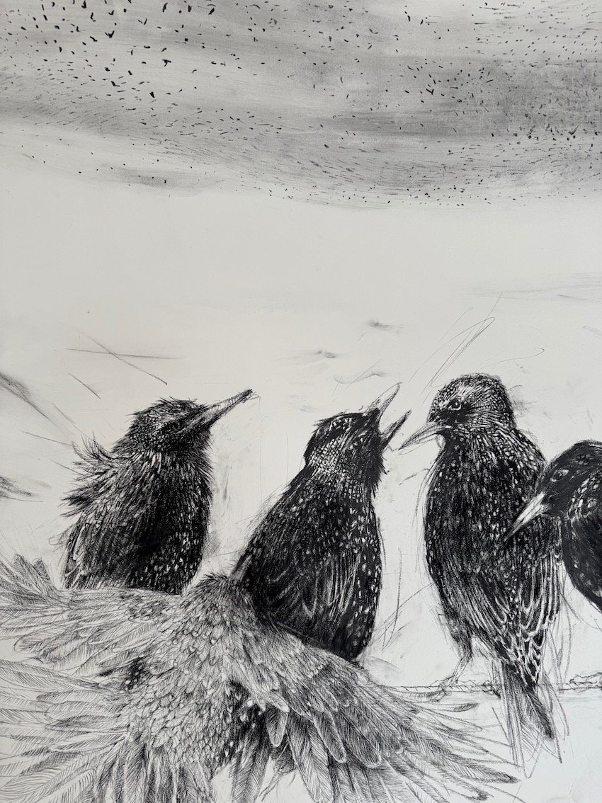 Starling A - Detail from Public Erasure (pre)