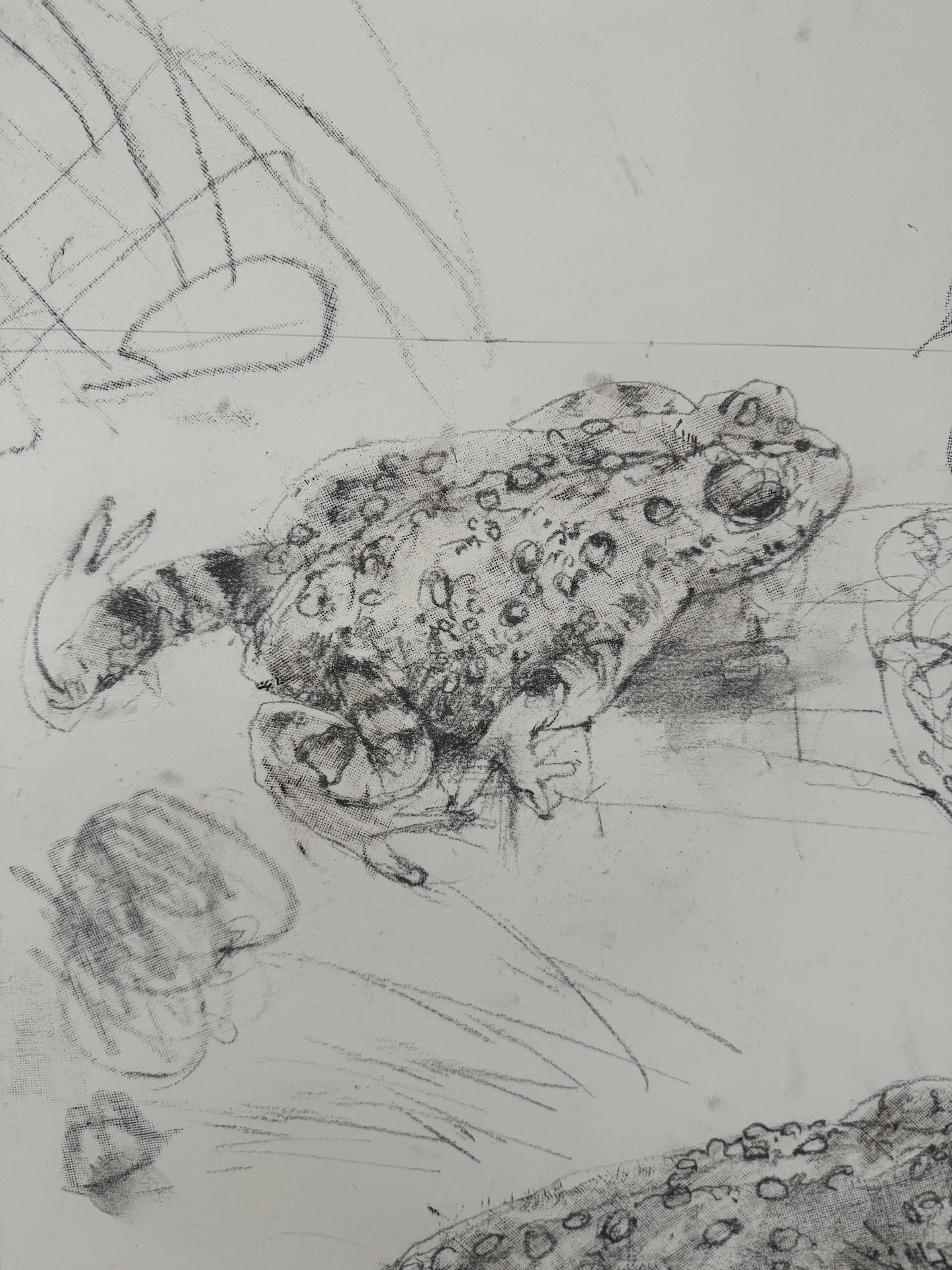 Natterjack Toad B