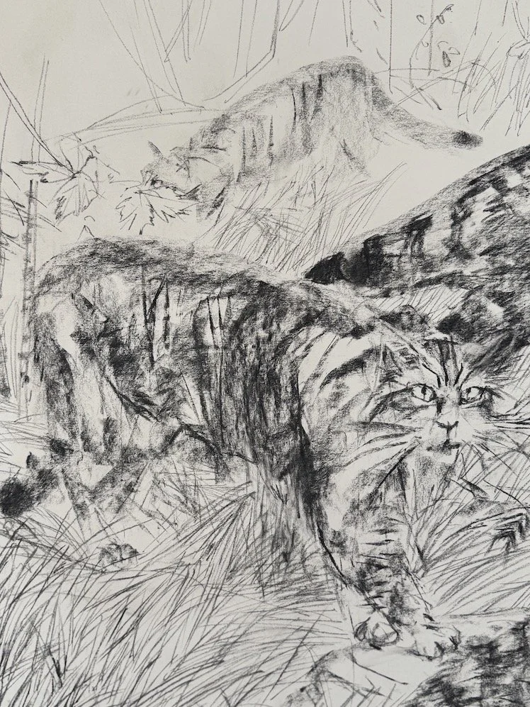 Wild Cat B - Public Erasure (pre)