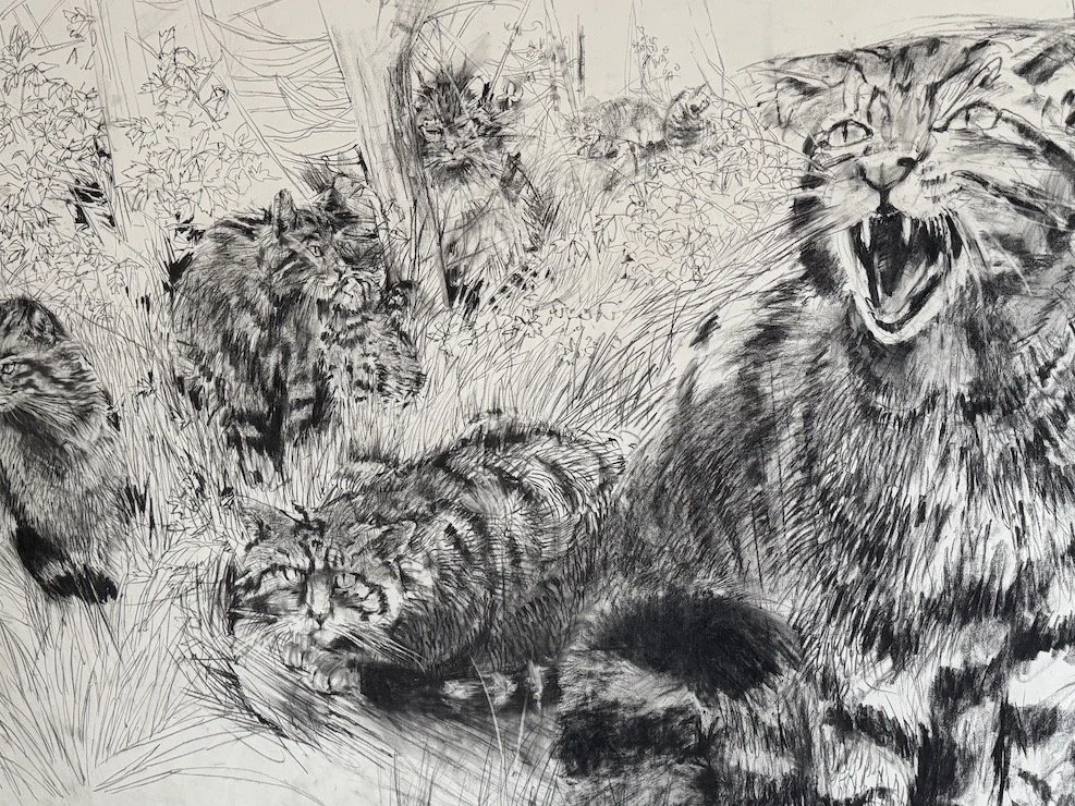 Wild_Cat_A_sm.jpeg