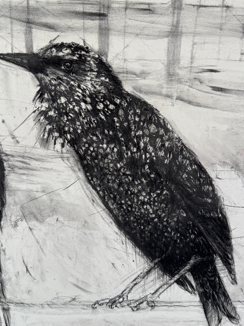 Gynn_PE_Starling_Detail_C_sm.jpeg