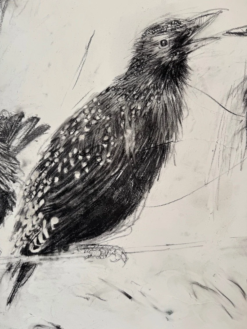 Gynn_PE_Starling_Detail_D_sm.jpeg