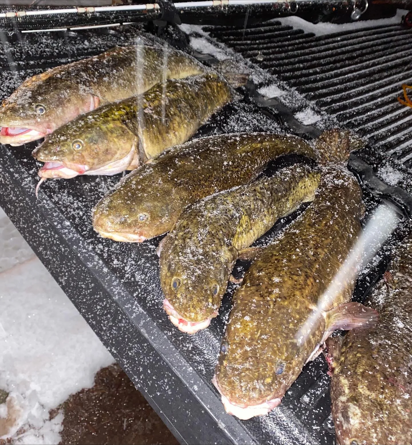 🚨 Michigan Burbot Possession Limit ‼️ Fisheries Order FO-252.26 includes Burbot within regulation changes. Michigan anglers can now harvest 5 per day at no minimum size.
The decision was made to ensure proper resource management with the recent ex