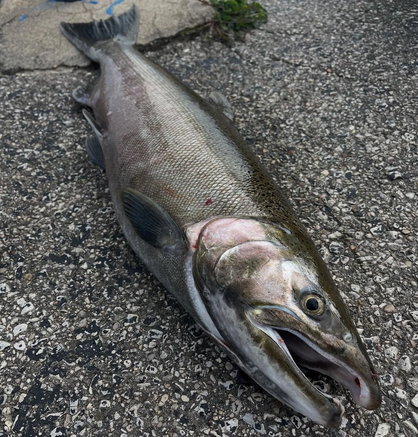 The future of coho salmon in lower Lake Huron is looking optimistic. Did you know that over the past decade almost one million coho have been planted under state and federal agencies? These efforts have been implemented amongst three ports within a 3