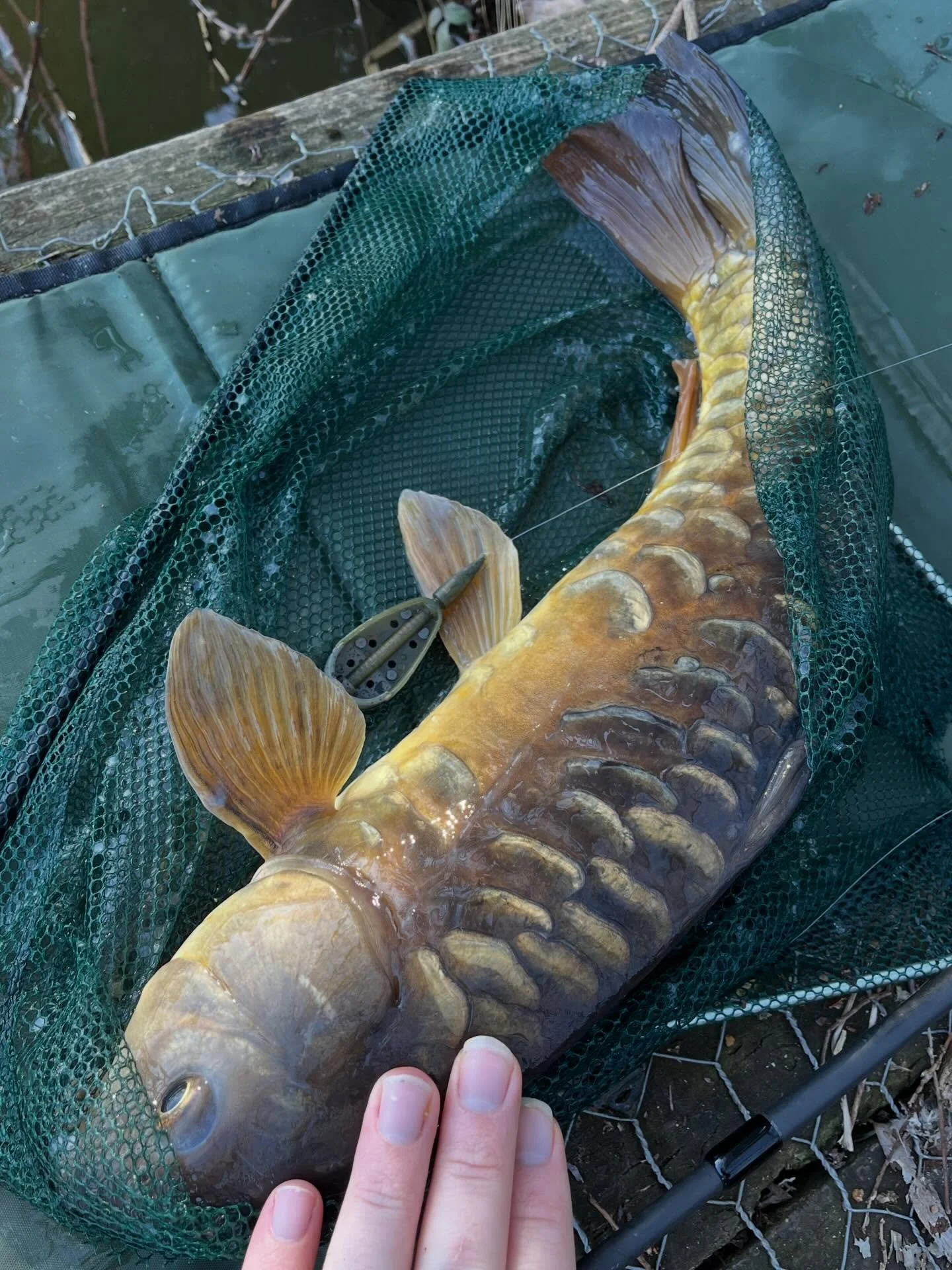 A Midlands Grand Slam, righto indeed. A proper ruck around the pool, one might say. 🫖 🪞 🧥 🍓 🍍 🎣 Checked off a few different species of carp, including several mirrors, my first leather, my first bream, a common, and  f1 hybrids. #coarsefishingu