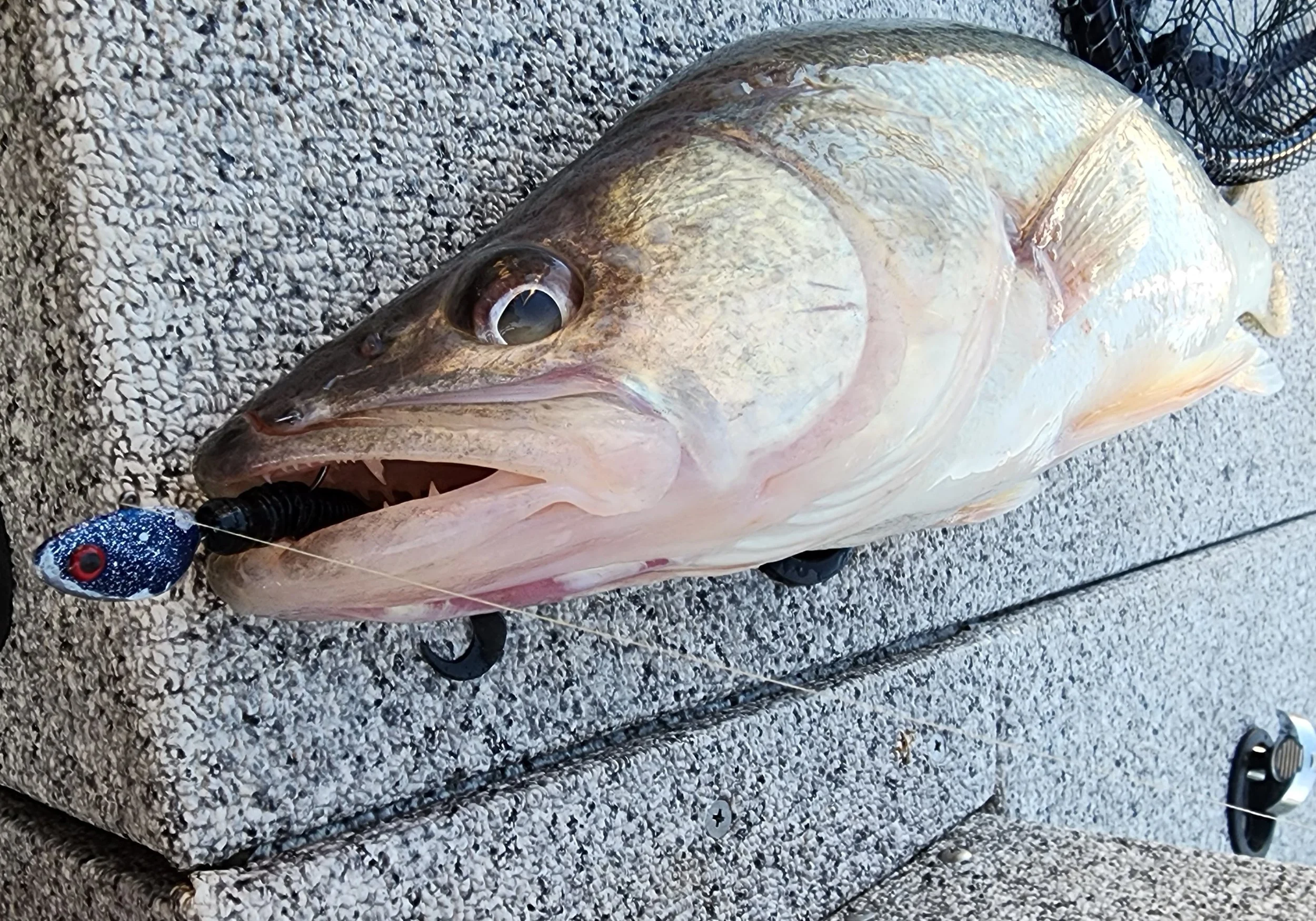 thump jig in mouth.jpg