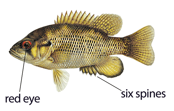 rock bass_annotated_resized.png