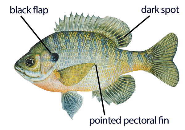 Bluegill_annotated_resized.png