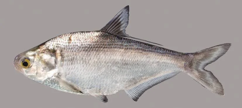 gizzardshad.jpeg
