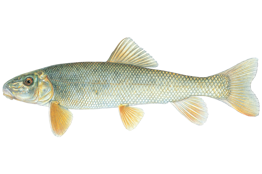 white-sucker.png