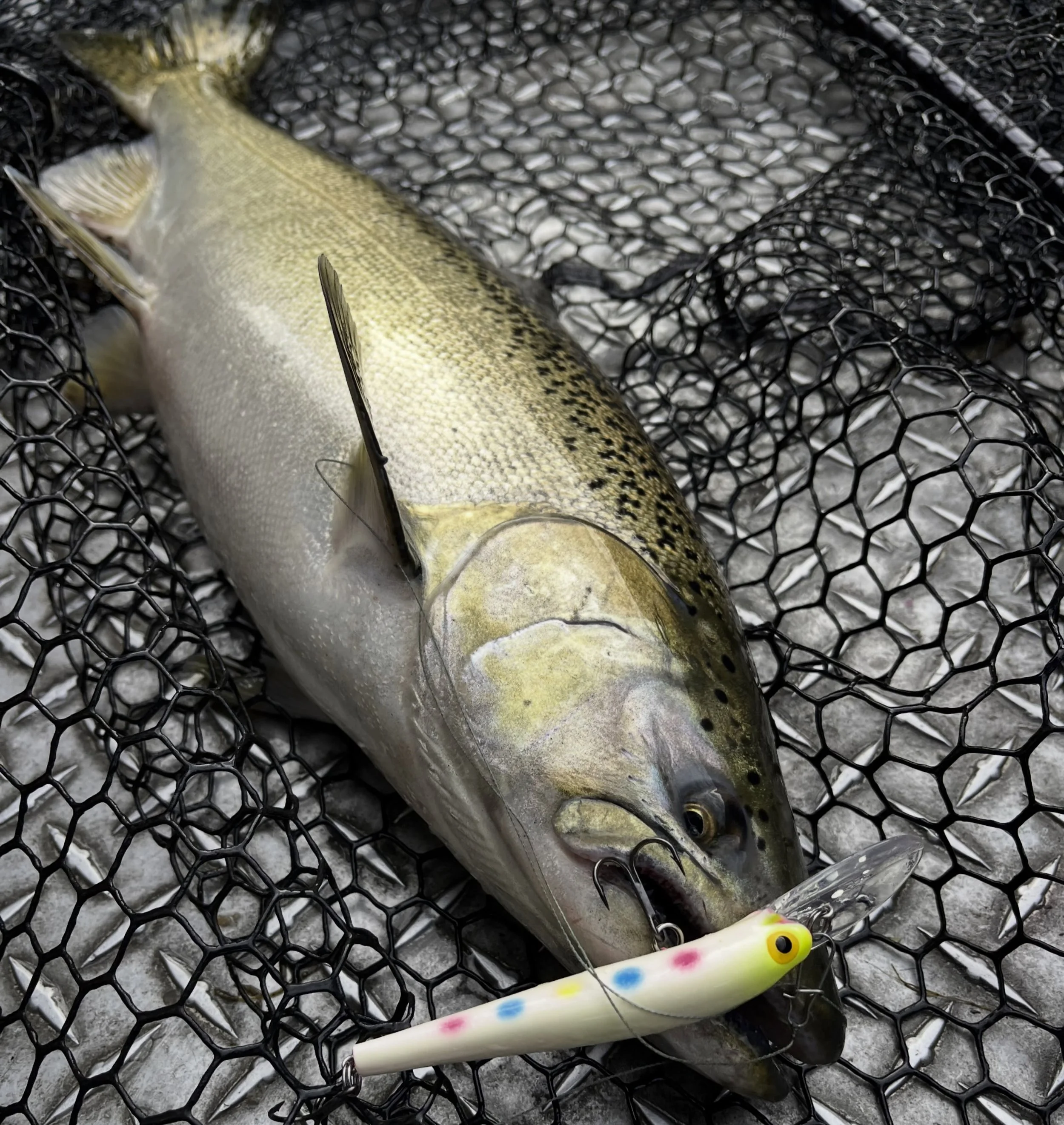 There are a lot of great bites to chase, but a salmon smackin&rsquo; a Thunderstick is might be the most thrilling. The heart rate goes 0-100 REAL quick!! #PereMarquetteRiver #SalmonRun #NorthernMichigan