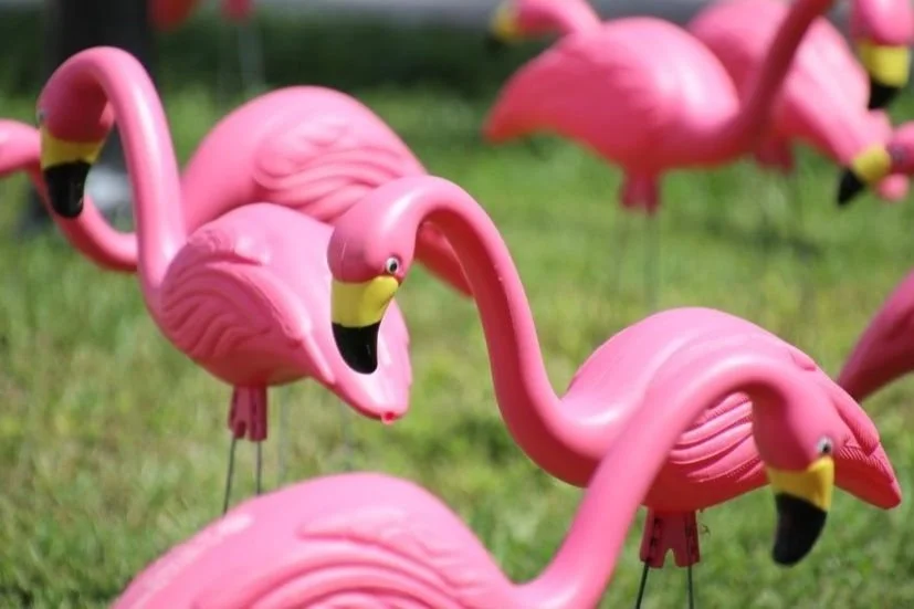 Flock of Flamingos