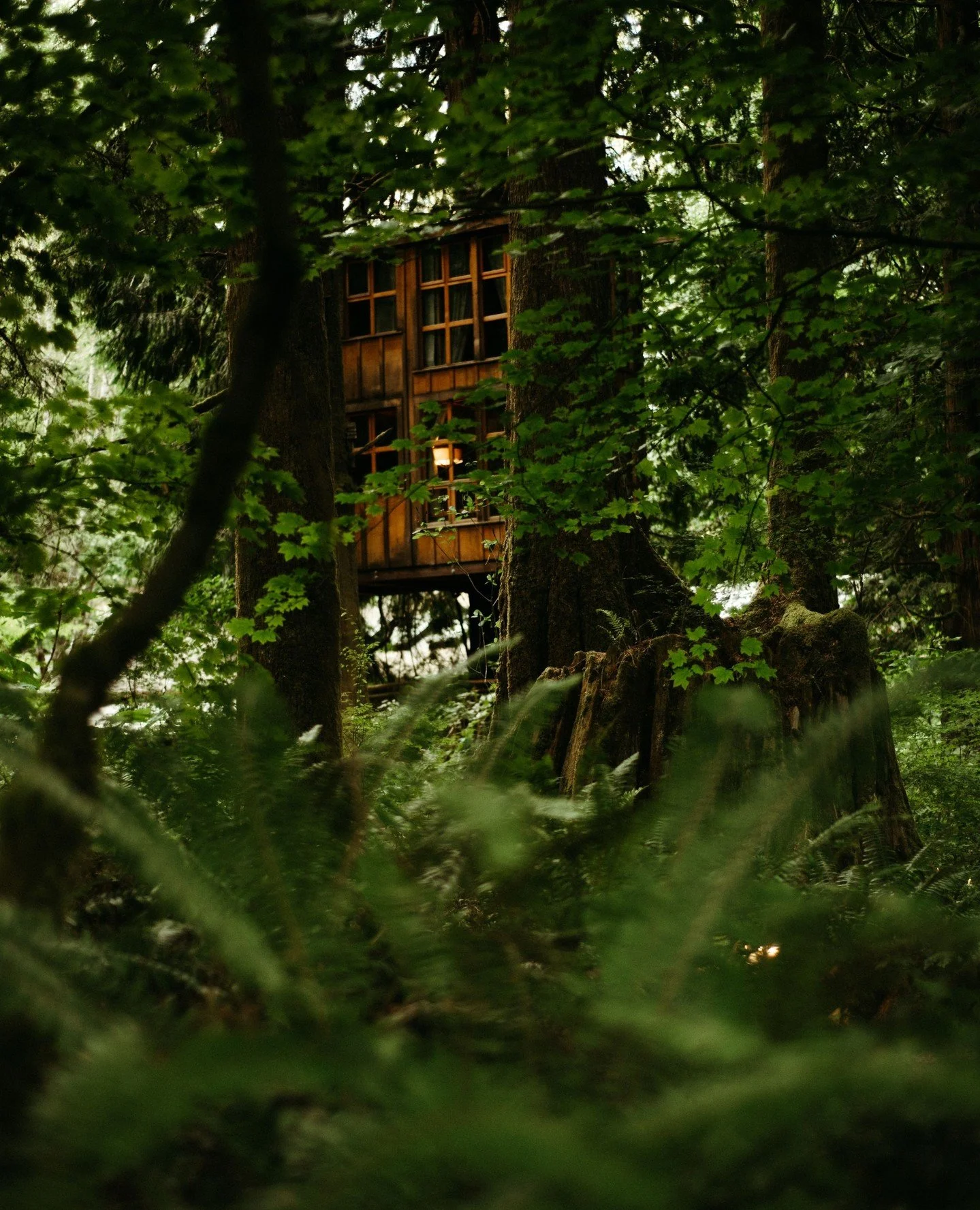 Happy St. Patrick's day from Treehouse Point 🍀🌈 Today, we're celebrating by stepping into the forest and noticing the various shades of green. Pinch me- it's too pretty!⁠ ✨️⁠
⁠
How are you celebrating St. Patrick's Day?⁠
⁠
📸: @well_wandered⁠
⁠
#tr