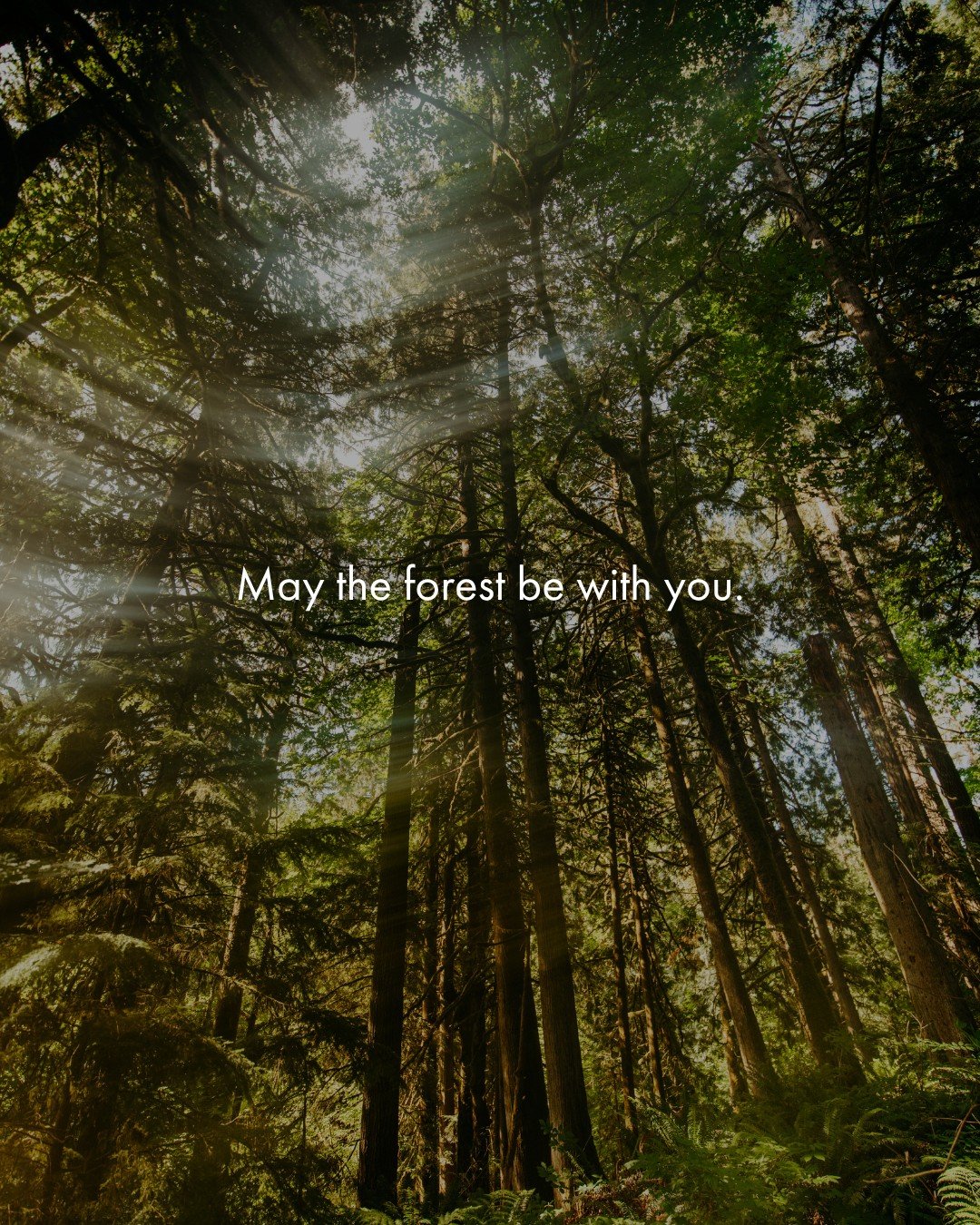 It's May 4th, and therefore, "May the forest be with you" day!🌲✨️⁠
⁠
📸: @well_wandered⁠
What's the best way to be in the forest? In a treehouse of course! Link in bio to book a night in the trees 💫⁠
⁠
#starwarsday #forest #washington #tr