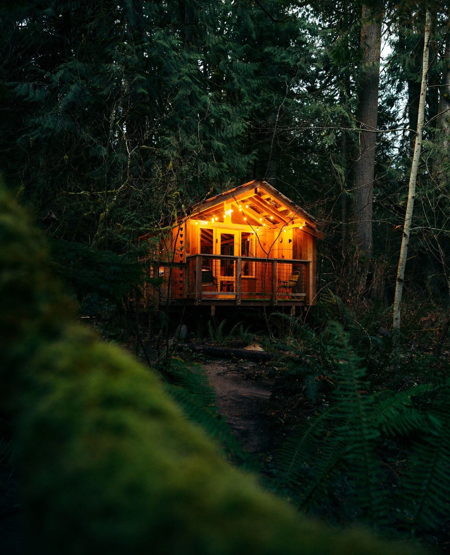 Have you ever spent the night in a treehouse? 🌲🌙 It's one of the most magical experiences - dwelling high in the trees as darkness descends on the forest around you. Wander around our bed and breakfast after nightfall and see the forest aglow with 