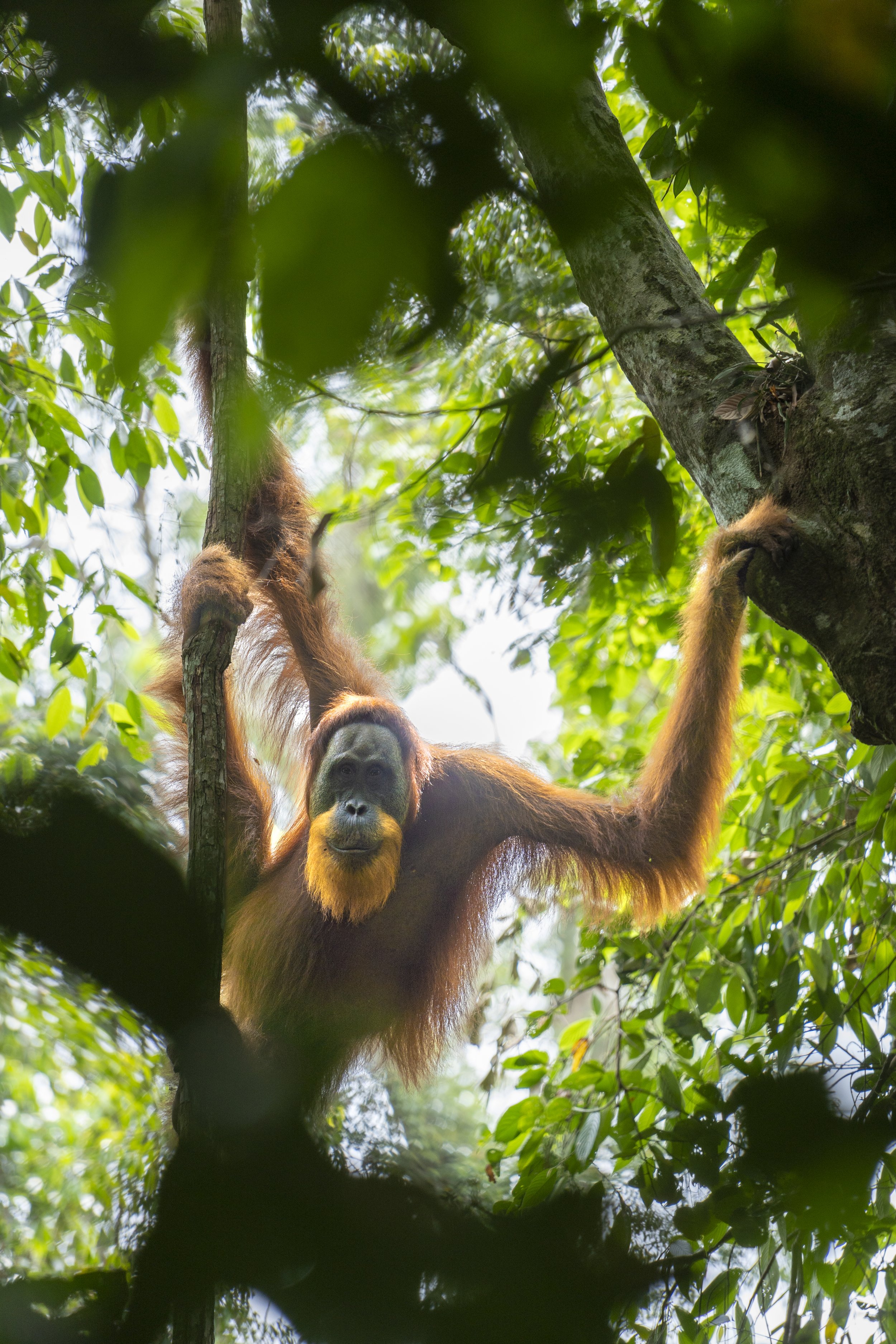 TruTravels: Sumatra Uncovered