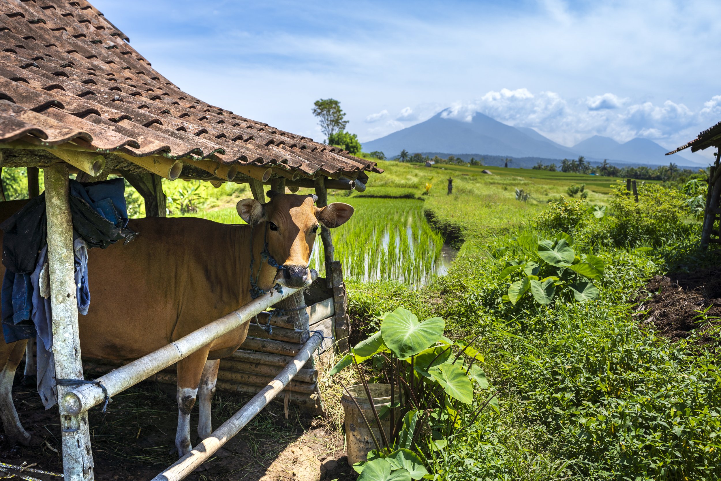 Wicked Adventures: Bali