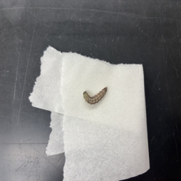 cornworm picture.png
