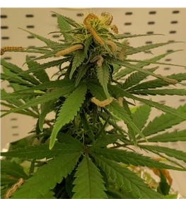 cornworm on cannabis.png