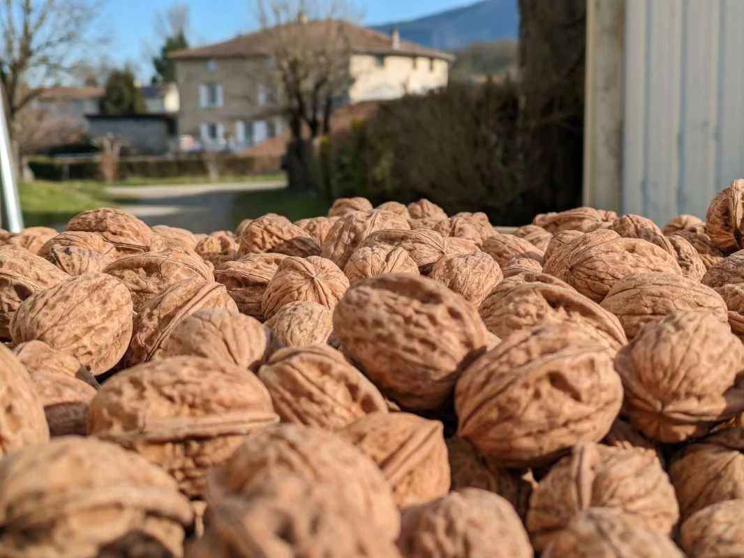 Noix de Grenoble AOP en coque dans un panier en bois