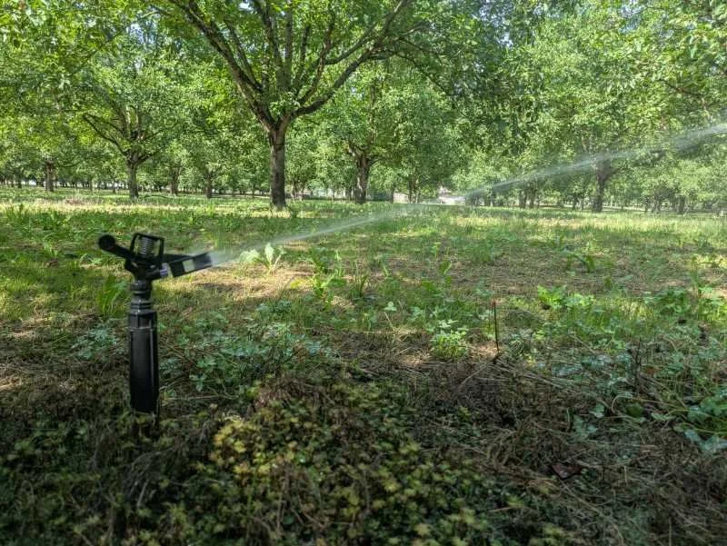 L'irrigation des vergers de noyers