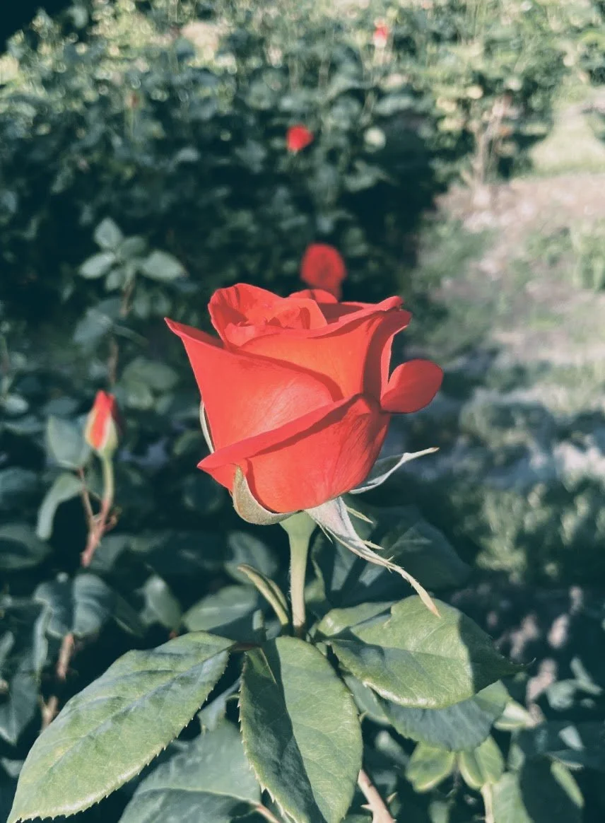 Red Rose.jpg