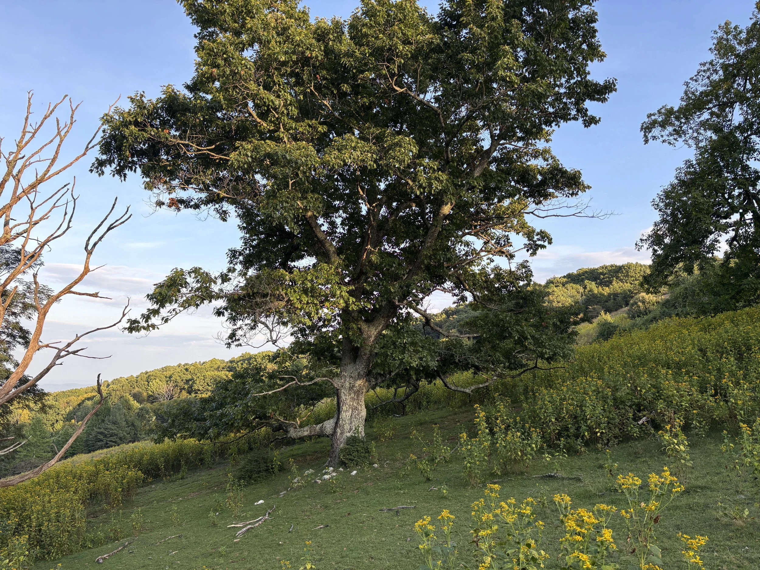Trees Between Me and THEM