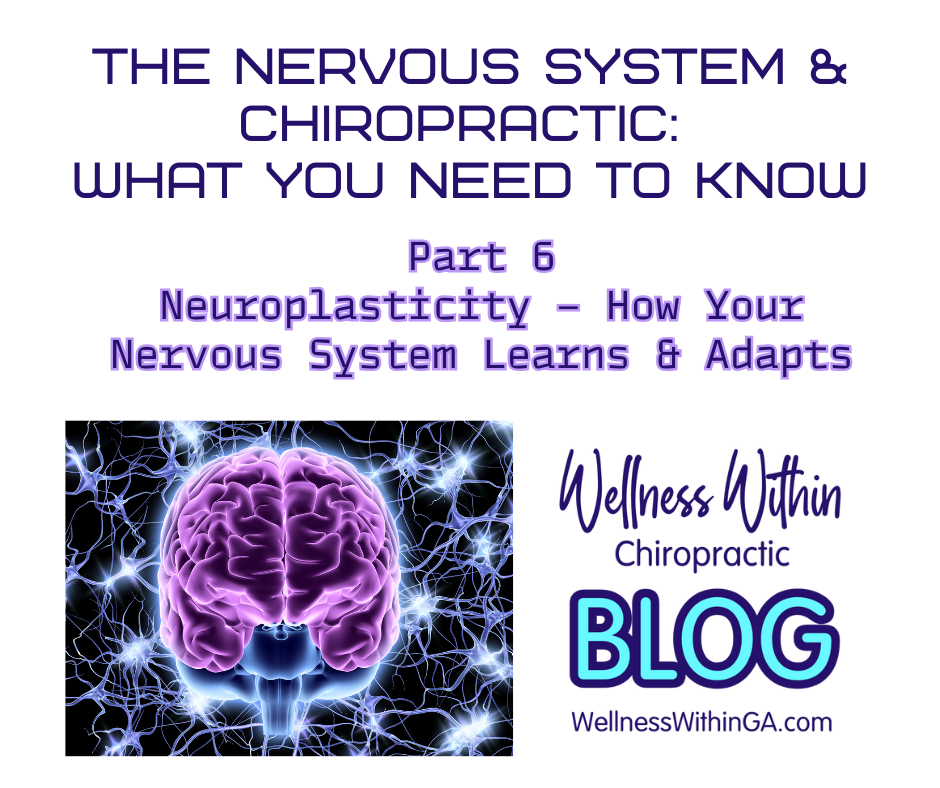 The Nervous System and Chiropractic: What You Need to Know Part 6: Neuroplasticity – How Your Nervous System Learns and Adapts