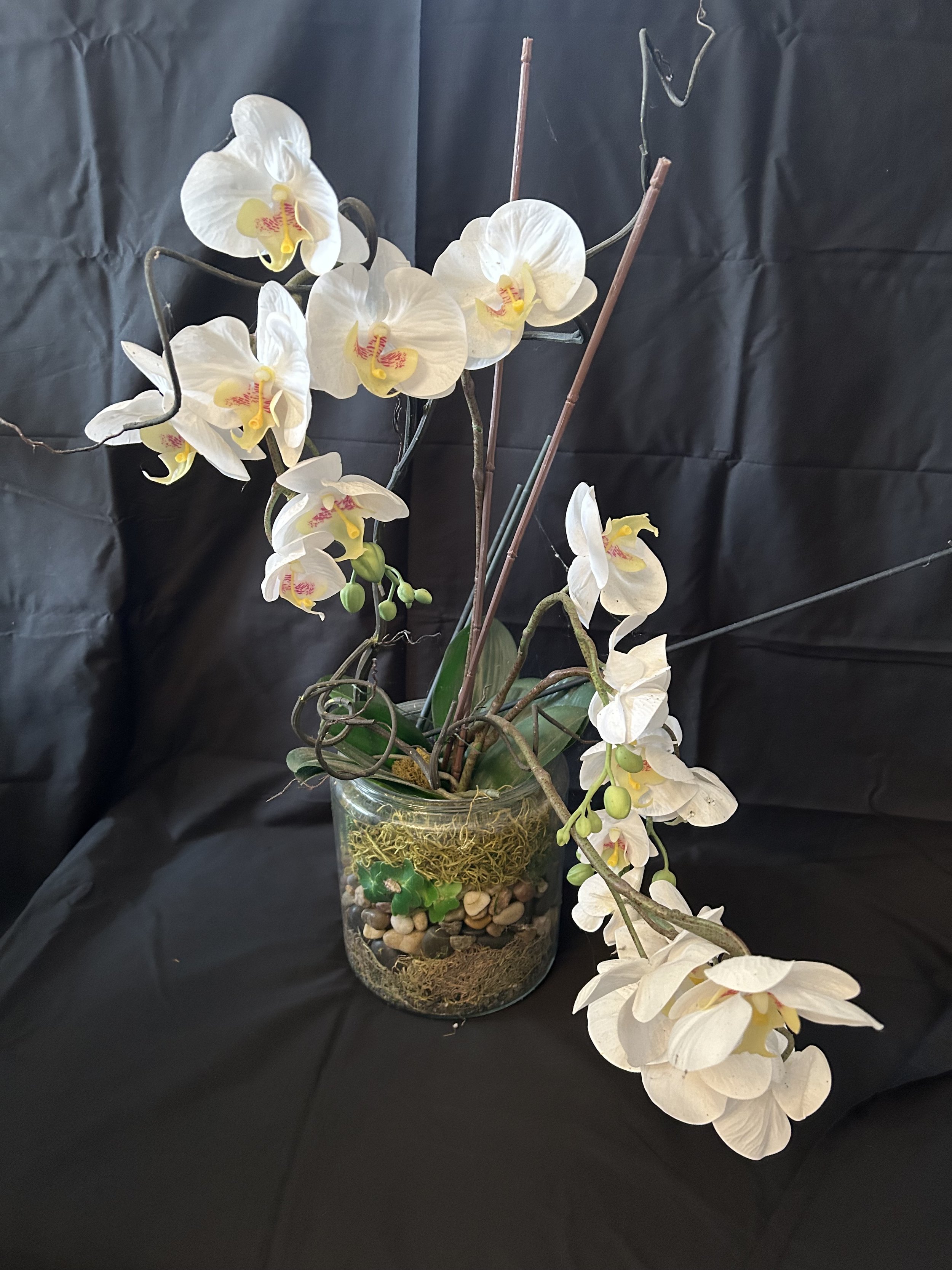 Plant - Orchid